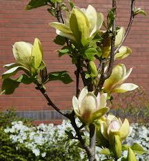 Image result for magnolie sunsation