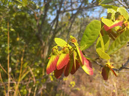 Image result for Acridocarpus natalitius