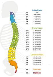 Anatomie Der Wirbelsaule Deutsches Zentrum Fur Orthopadie