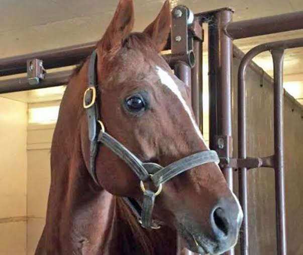 kentucky bear Archives - Assiniboia Downs