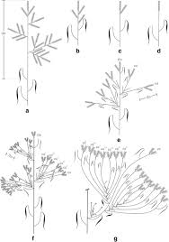 Image result for Rhytachne subgibbosa