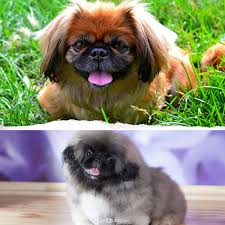 Pekingese Pekinez Cinsi Kopek Bakimi Ve Ozellikleri
