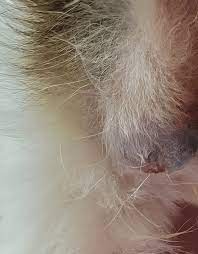 Apocrine Cysts Blue Lumps On The Skin Ears Of Cats Tails Tips