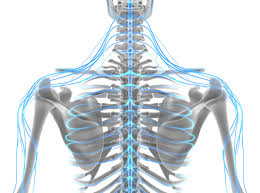 The nervous system of the abdomen, lower back, and pelvis contains many important nerve conduits that service this region of the body as well as the lower limbs. The Spinal Cord Three Types Of Signals That It Sends