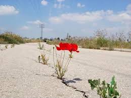Flowers Growing Out Of The Concrete Photography Jardines Bonitos Flores Silvestres Plantas Jardin