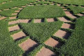 It spreads by rhizomes and tillers and forms a dense sod. Spf30 Texas Bluegrass Sod Green Valley Turf Residential
