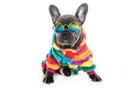 We are not lazy, we're just highly motivated to do nothing photo by@frenchies_happy_joy.⠀.⠀.⠀.⠀.⠀.⠀.⠀. Black French Bulldog Puppy Over A White Background With Funny Glasses Bay Area Houston Magazine
