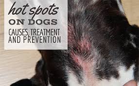 This damage is most often started by the dog chewing, scratching, licking and gnawing at itself. Hot Spots On Dogs Causes Treatment Prevention Caninejournal Com