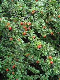 Image result for Cotoneaster