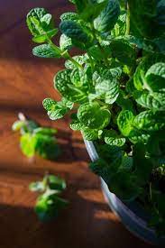 5 Overlooked Plants That Can Survive In The Almost Dark Indoor Plants Low Light Plants Bathroom Plants