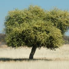 Image result for Boscia filipes