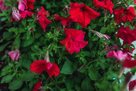 Four o clock flowers care. Four O Clock Plant Care Growing Guide
