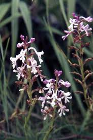 Image result for Satyrium kitimboense