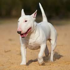 Stephen maturen / stringer via getty images The 30 Most Dangerous Dog Breeds Only Expert Trainers Can Handle