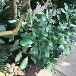 Image result for Pavetta revoluta