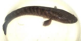 Assalamualaikum salam sejahtera semua lama dah man kumpaww tak mancing haruan so video kalini dengan menggunakan. Ikan Gabus Wikipedia Bahasa Indonesia Ensiklopedia Bebas
