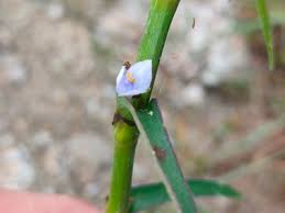 Image result for Cyanotis axillaris