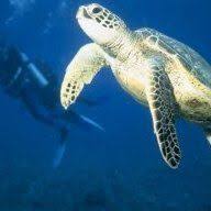 كنوز النجاح رياضيات 2 ابتدائي الإصلاح منتديات تونيزيـا سات Turtle