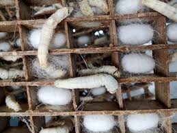 Males also tend to be more active, as they are constantly searching for a mate. New Silk Production Technique Does Not Require Killing Worms