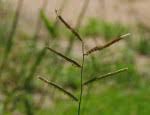 Image result for Urochloa subulifolia