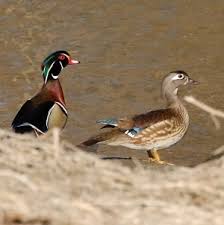 Certain conditions must be fulfilled in the plan the size of the duck house can be as simple or as elaborate as the production function dictates. Wildlife Conservation Month The Wood Duck Upnorthvoice Com