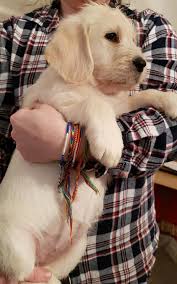 Have you seen golden retriever puppies in real life? Golden Retriever Puppies Wichita Falls For Sale Wichita Falls Pets Dogs