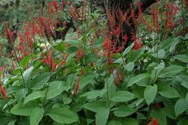 Image result for Odontonema