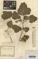 Image result for Chrozophora plicata