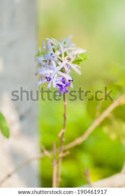 Check spelling or type a new query. Queen S Wreath Vine Flower Purple Wreath Flower Sandpaper Vine Flower Petrea Volubilis Linn Stock Images Page Everypixel