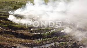 Malaysian haze worsens so much on wednesday that open burning is now banned. Lot Of White Smoke Release During Open Burning At Paddy Field At Malaysia Stock Footage Ad Release Open Smoke Lot Stock Video Release Stock Footage
