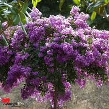 Weeping Crepe Myrtle New Orleans Crepe Myrtle Trees To Plant Plants