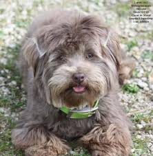 Coeur De Masai Femelle Pour La Race Bichon Havanais