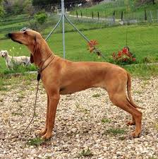 DafneAllevamento Margian