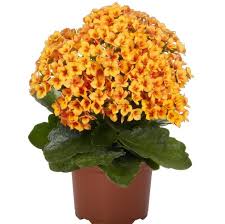 Image result for Kalanchoe calandiva