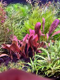 Image result for Samolus