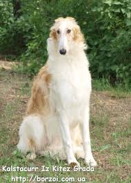 Kennel Russian Borzoi Iz Kitez Grada Beautiful Dogs Borzoi Russian Dogs