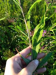 Image result for Vernonia stenocephala