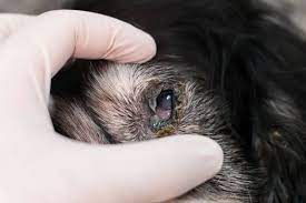 A common veterinary condition, hair loss (alopecia) in dogs is sometimes considered a normal process of shedding. Why Is My Dog Losing Hair Around Their Eyes Vet Guru