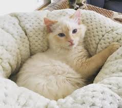 Little Man Finn Loving His New Bed Thanks Nana Tuckerjayandco Cat Catbed Comfy Comfybed Excellent Cats Excellent Cats Kitten Kedi Resim