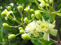 Maybe you would like to learn more about one of these? Deepen Your Connection To The Earth Flower Spirit