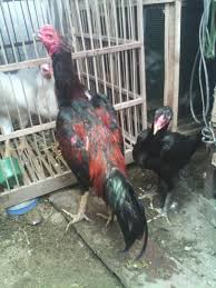 World / indonesia / jawa timur / pare / indonesia /. Doc Ayam Bangkok Kediri Contoh Makalah