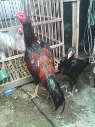 Peternak ayam bangkok ngampel papar kediri kediri, jawa timur : Doc Ayam Bangkok Kediri Contoh Makalah