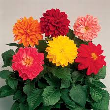 There are 16742 dahlia flowers for sale on etsy, and they cost $8.46 on average. Dahlia Plants Buy Dahlia Figaro Mixed Plug Plants Brookside Nursery