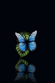 Beautiful Black And Teal Wallpaper Free Illustrations Iphone Wallpapers And Ipod Touch Wallpapers Hd Butterfly Wallpaper Blue Butterfly Wallpaper Android Wallpaper