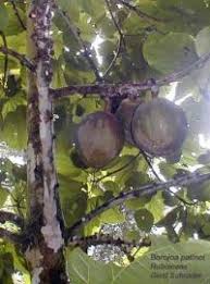 Image result for Diospyros dichrophylla