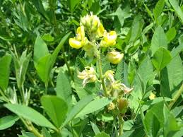 Image result for Crotalaria oocarpa