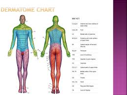 ppt lesson 6 spinal cord injury powerpoint presentation