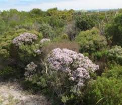 Image result for Buchnera subglabra