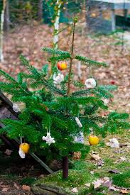 Huhner Halten Im Garten Ein Weihnachtsbaum Fur Die Huhner Wintersnacks Lillelutt In 2020 Winter Snacks Weihnachtsbaum Urlaub Dekorieren