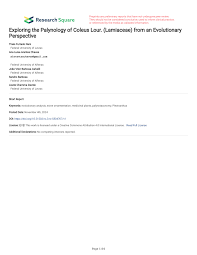 Image result for Coleus betonicifolius